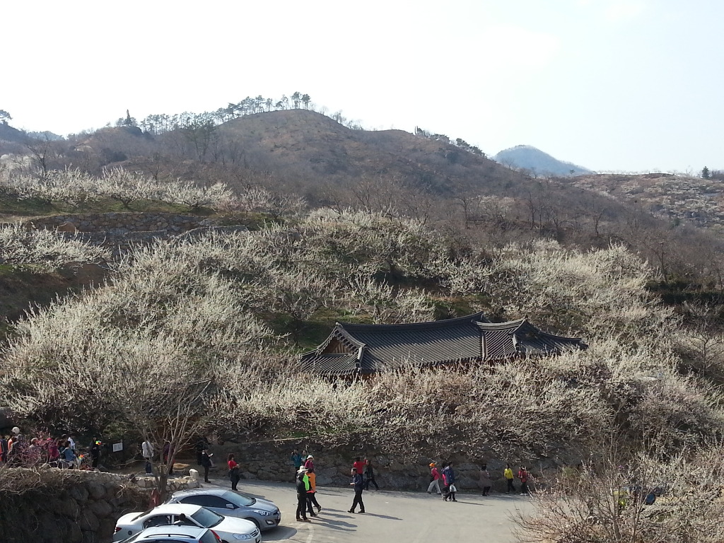 매실농원 이미지