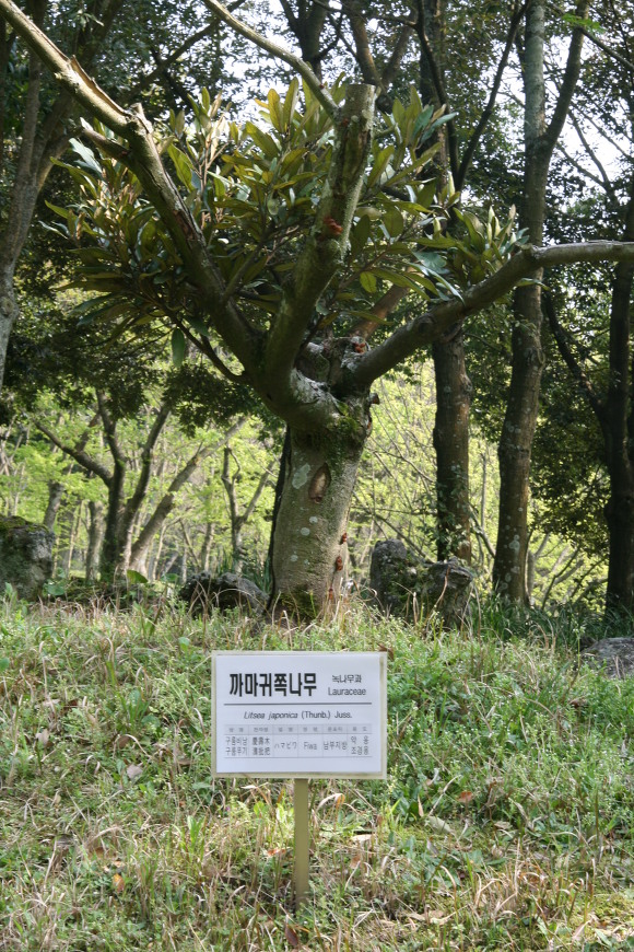 한라수목원 이미지