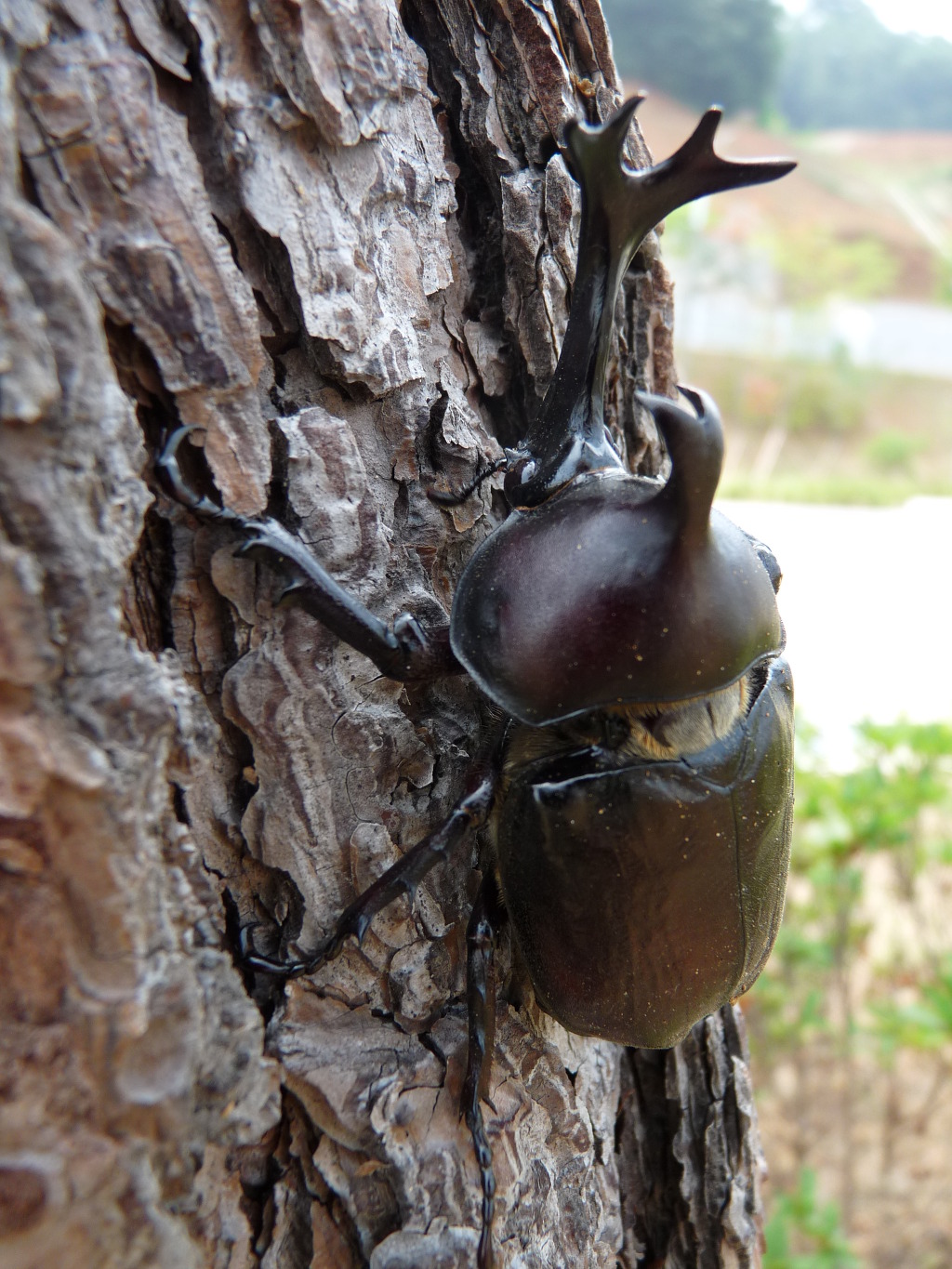 간지나는 곤충들(혐오주의).jpg | 인스티즈