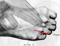 목화수 이미지