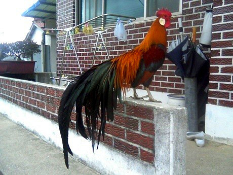동천홍 이미지