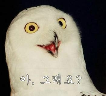 더매덩 이미지