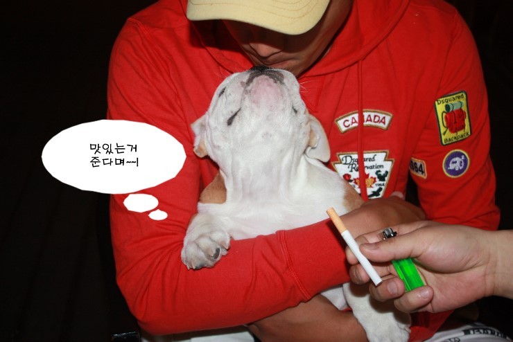 요코 이미지