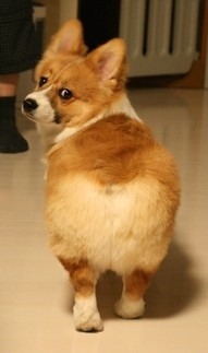 토실토실 이미지