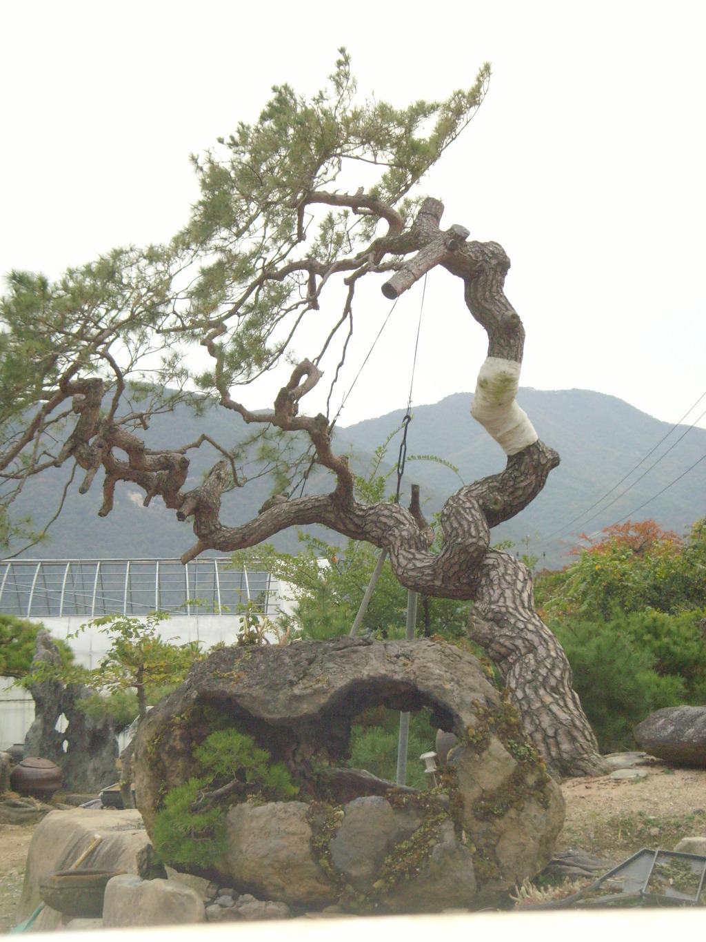 자연목 이미지