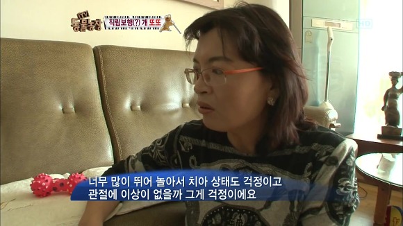 [동물농장] 지팡이 짚고 걷는 심봉사 개 또또라오 | 인스티즈