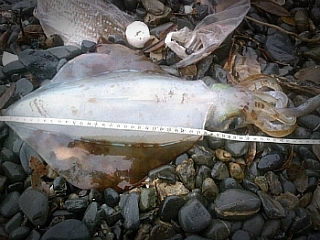 132840554DE205DB2B0876