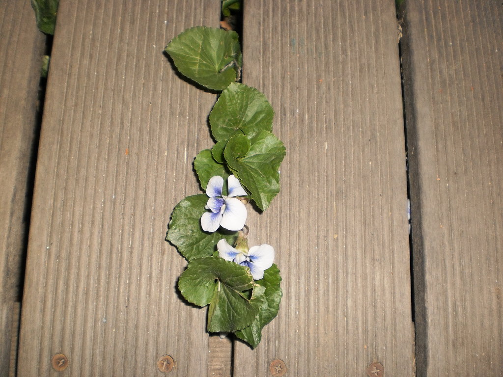 가회 이미지