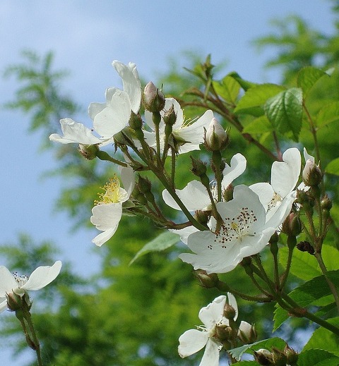심우 이미지