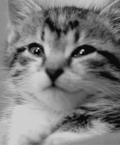 고양이 덕후들만... | 인스티즈