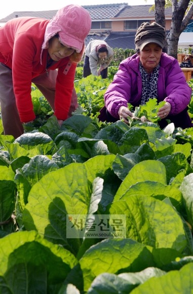 괴산시골절임배추영농조합법인 이미지