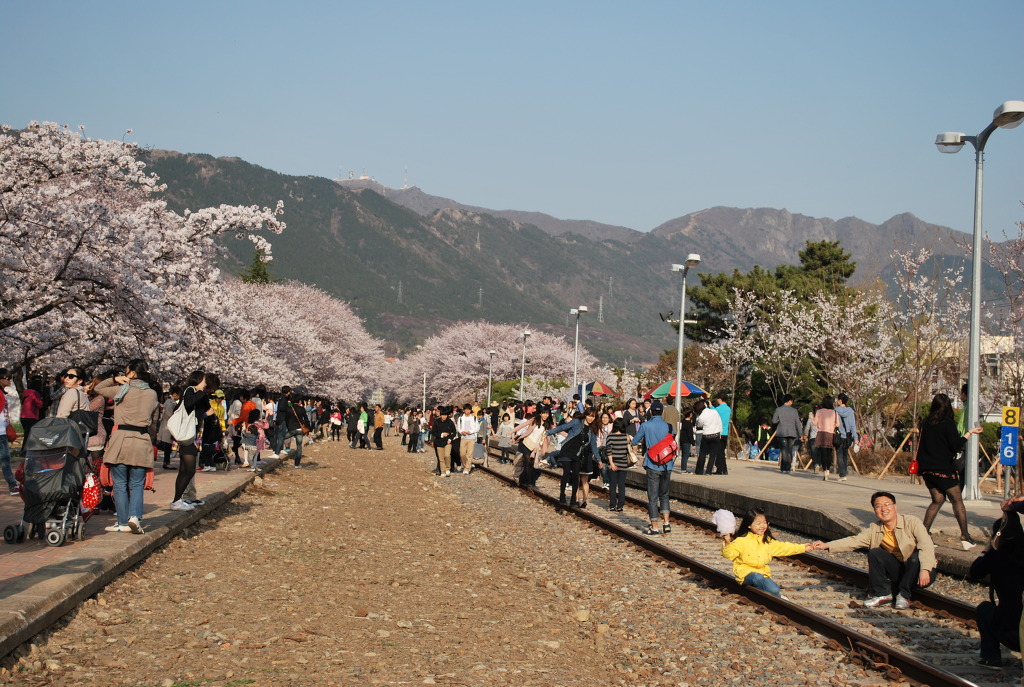 벚꽃장 이미지