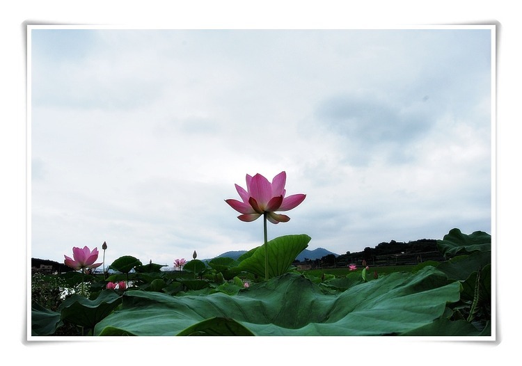 피어,나 이미지