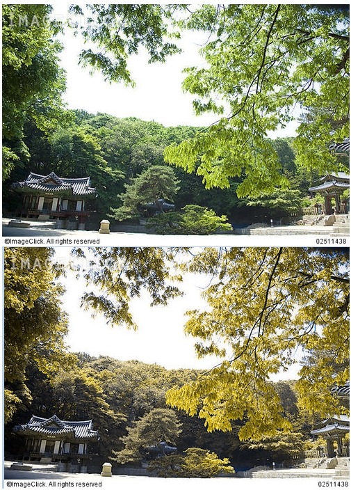 색맹이 보는 세상 | 인스티즈