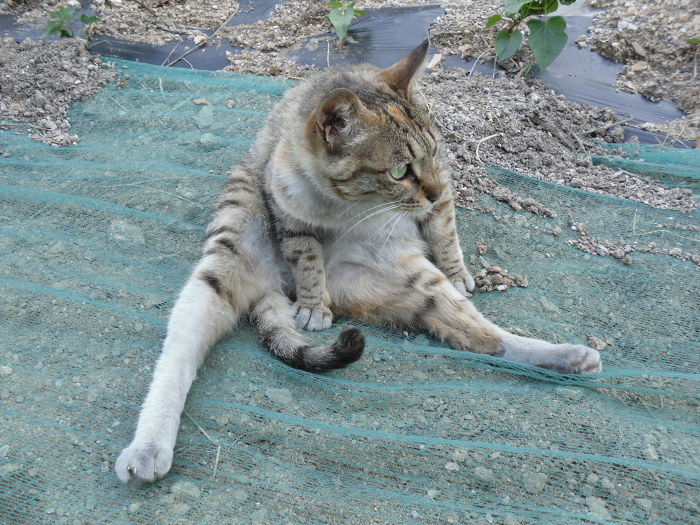꼬꼬마을 이미지