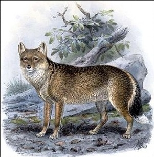 인간이 멸종시킨 동물 | 인스티즈