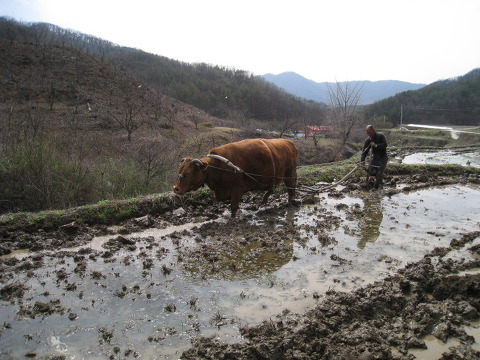 소판돈 이미지