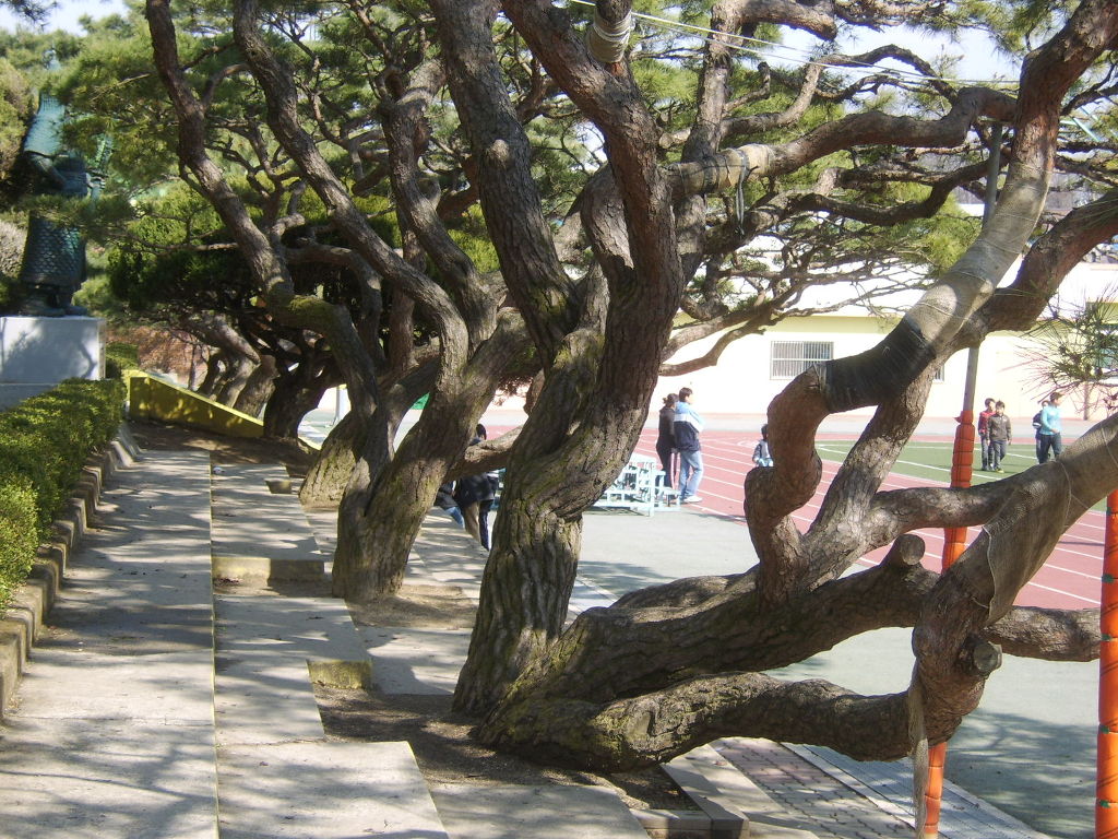 양지초등학교 이미지