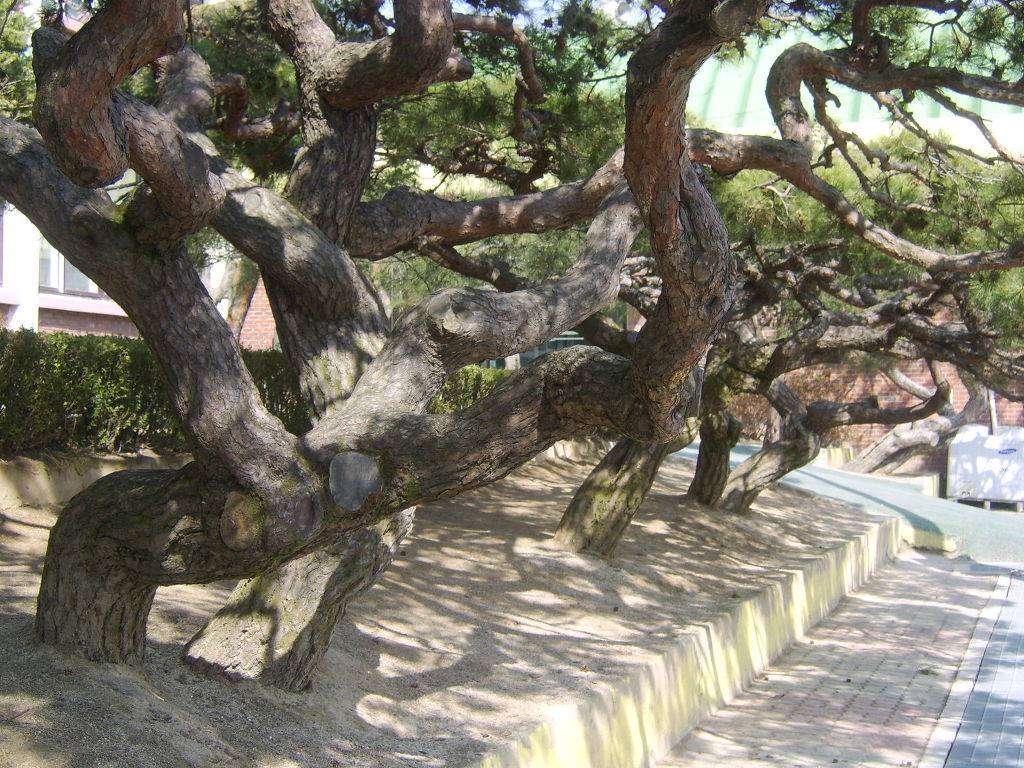 양지초등학교 이미지