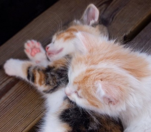 고양이 덕후들만... | 인스티즈