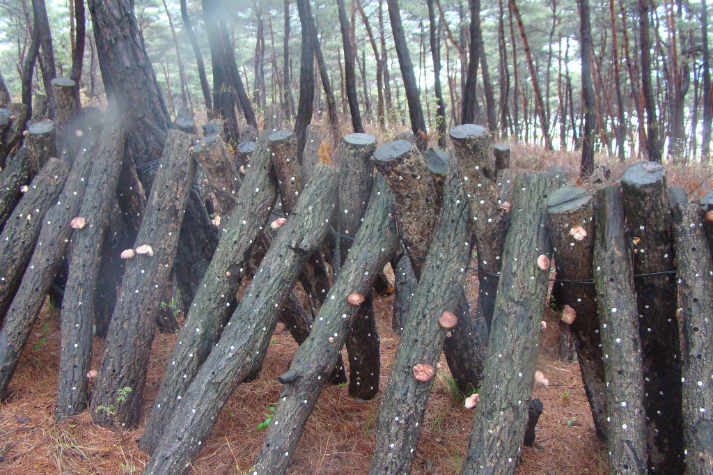 산너머남촌엔 이미지