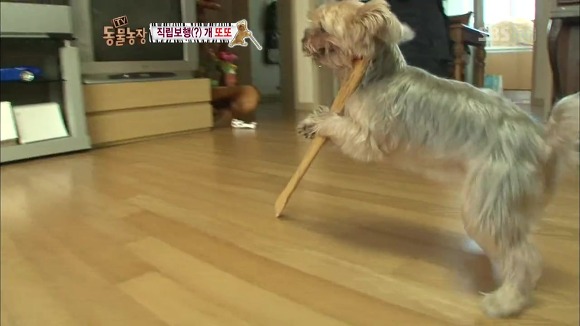 [동물농장] 지팡이 짚고 걷는 심봉사 개 또또라오 | 인스티즈