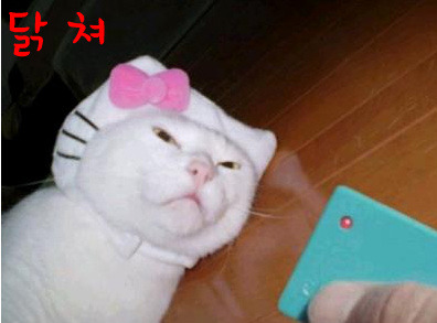 태 이미지