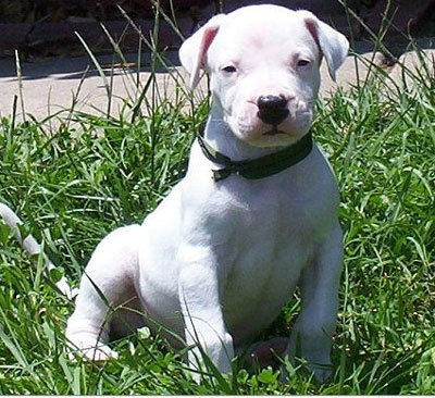 도고(DOGO) 이미지