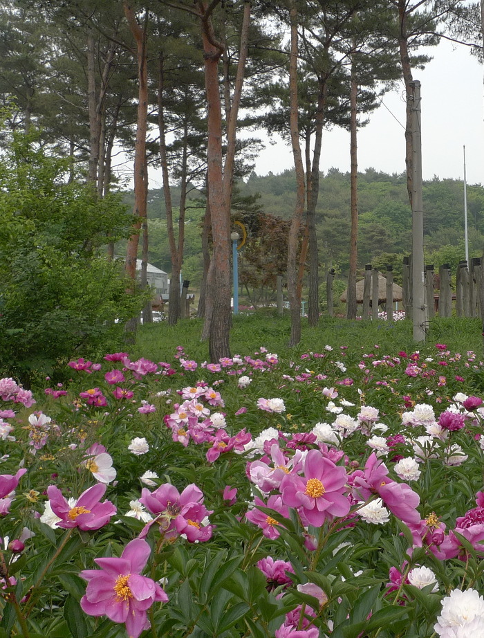 작약정원 이미지