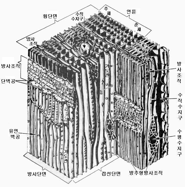 본구조 이미지
