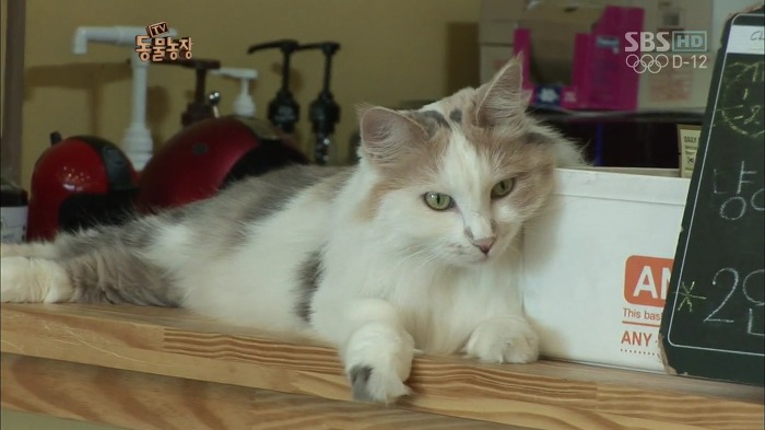 흥미로운 고양이들의 세계 | 인스티즈