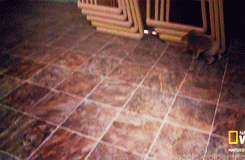 코알라 | 인스티즈