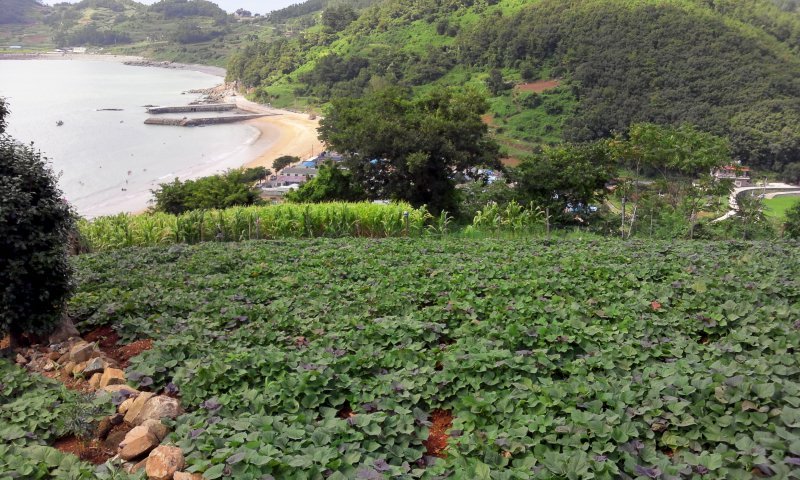 남면옥수수 이미지