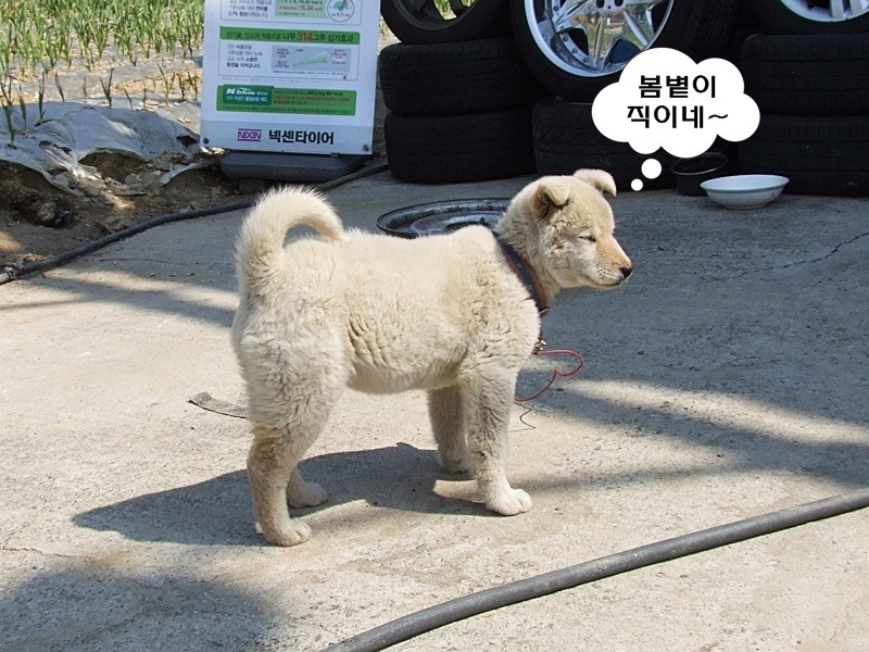 오복타이어 이미지