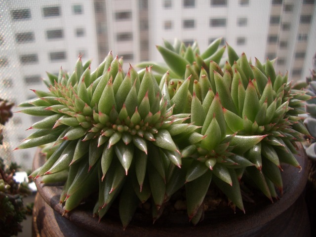 다글다글 이미지
