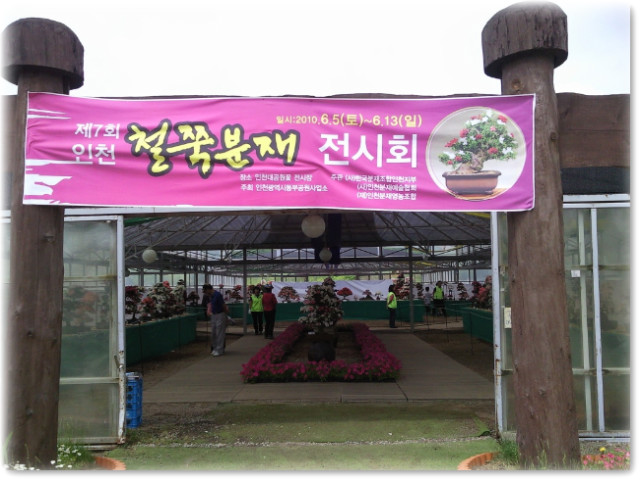 철쭉 분재