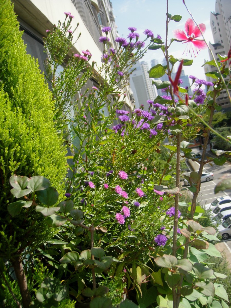 보라정원 이미지