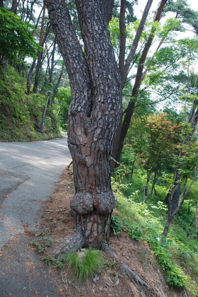 예쁜소나무 이미지