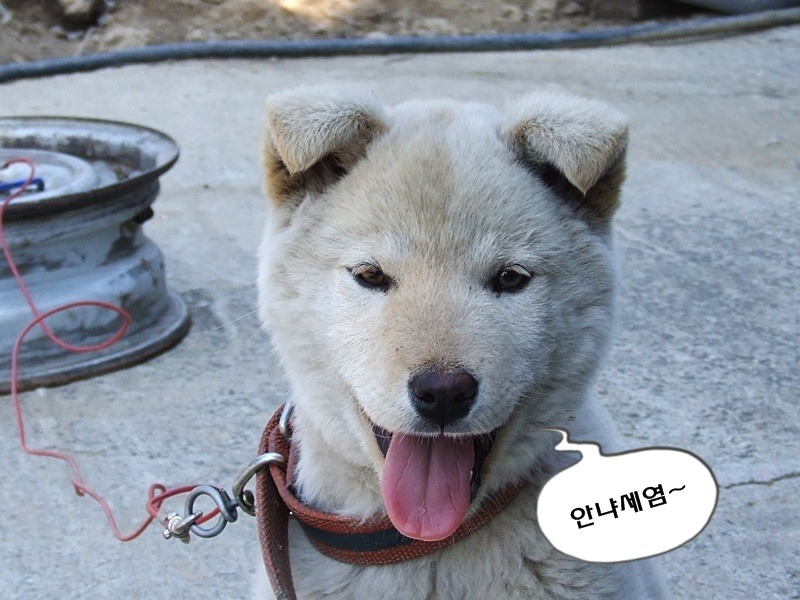오복타이어 이미지