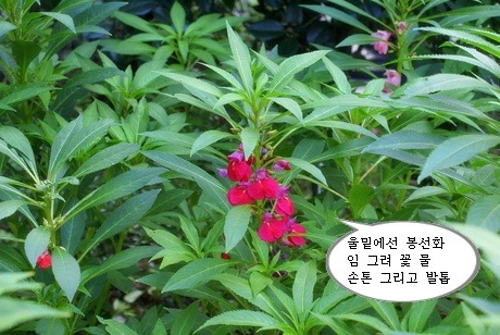 봉숭아 이미지