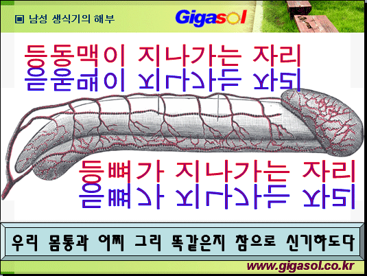 등뼈가 이미지