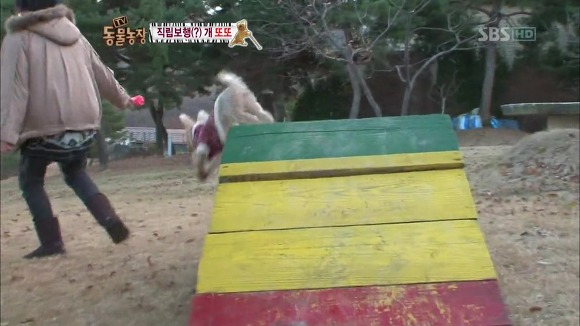 [동물농장] 지팡이 짚고 걷는 심봉사 개 또또라오 | 인스티즈