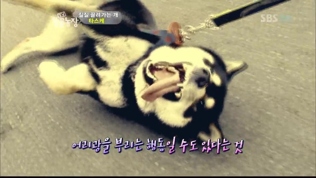 [동물농장] 목줄로 질질 끌려다니는 개.JPG | 인스티즈