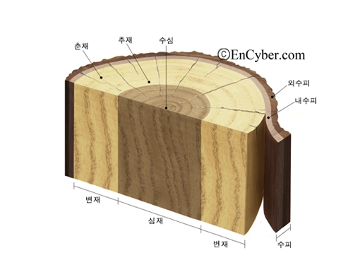 나이테 이미지