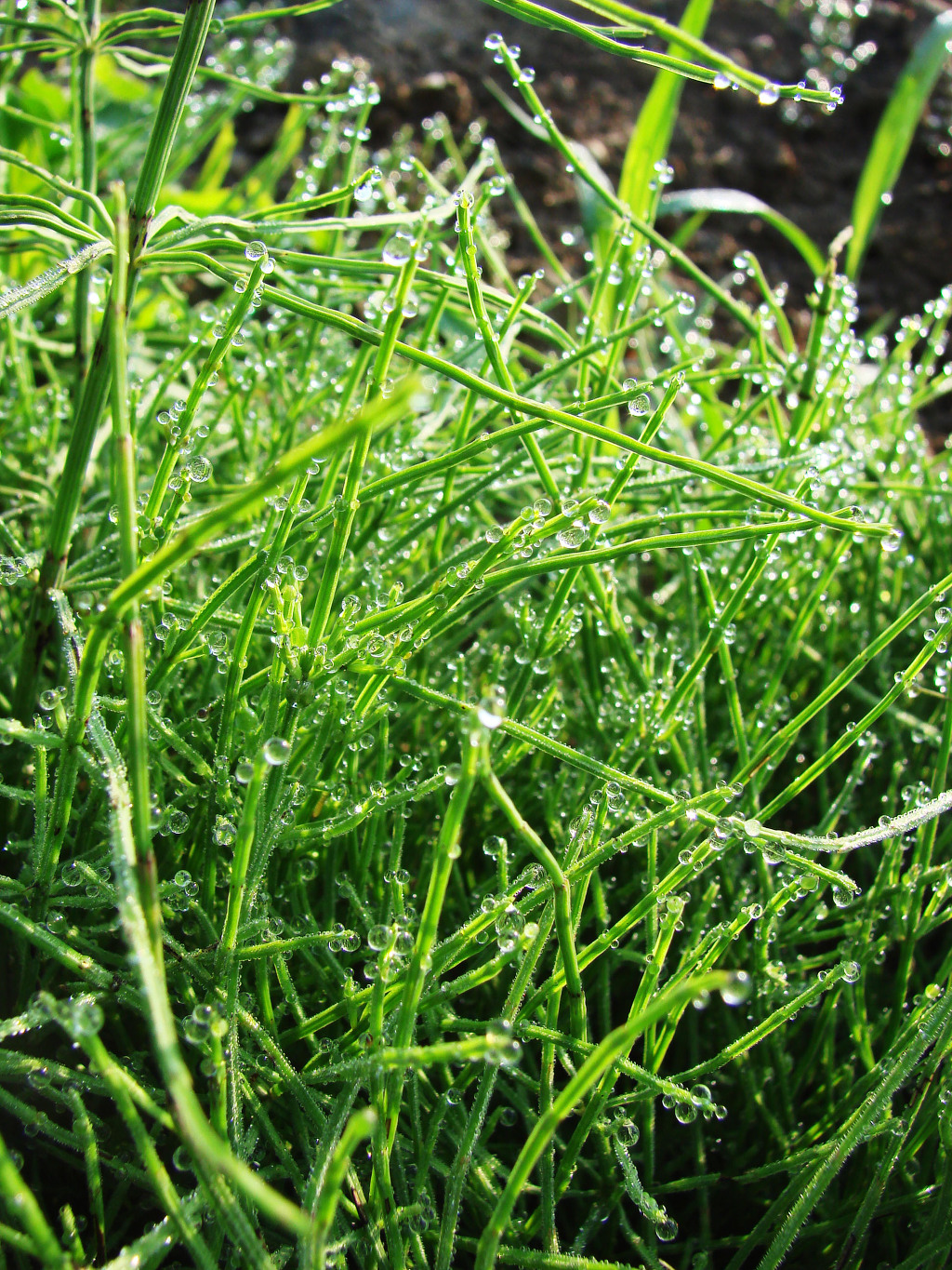 어린왕자의들꽃사랑마을