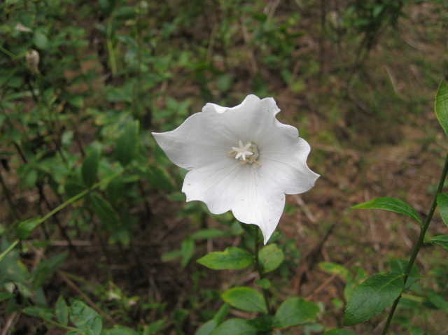 지리산농원 이미지