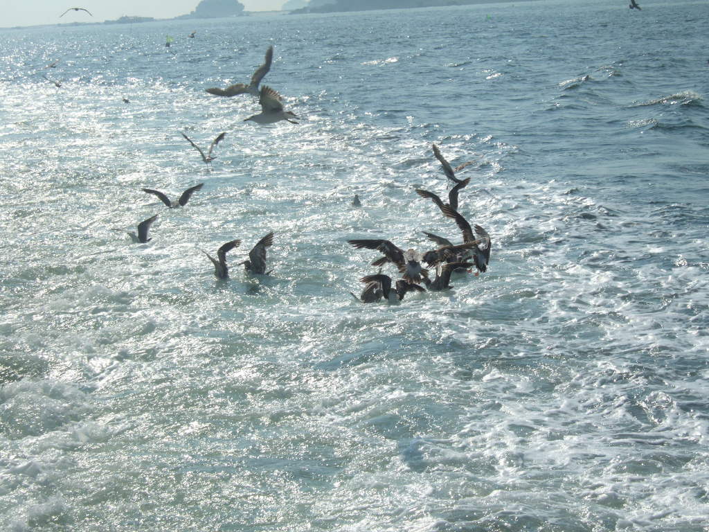 갈매기수산 이미지