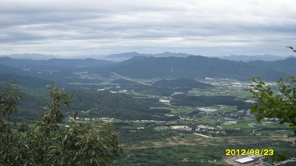 야생화세상 이미지