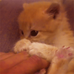 고양이 덕후들만... | 인스티즈