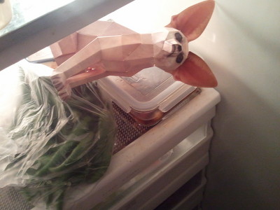 [익친] 오빠방에 사막여우 갖다놨더니 새벽에 집뛰쳐나감ㅋㅋ 사진 (1탄.2탄) | 인스티즈